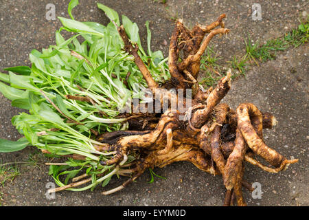 Saponaire, Bouncing-pari, saponaire (Saponaria officinalis), plante avec des racines, de l'Allemagne Banque D'Images