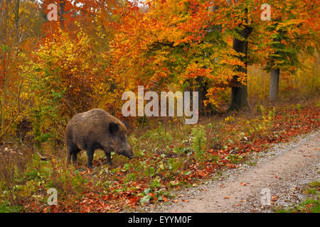 Le sanglier, le porc, le sanglier (Sus scrofa), wild sow debout à un sentier dans la forêt en automne, l'Allemagne, Bade-Wurtemberg Banque D'Images