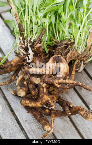 Saponaire, Bouncing-pari, saponaire (Saponaria officinalis), plante avec des racines, de l'Allemagne Banque D'Images