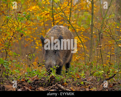 Le sanglier, le porc, le sanglier (Sus scrofa), wild sow debout dans un bosquet à l'automne, l'Allemagne, Bade-Wurtemberg Banque D'Images