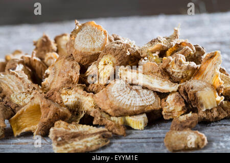 Saponaire, Bouncing-pari, saponaire (Saponaria officinalis), de racines séchées , Allemagne Banque D'Images