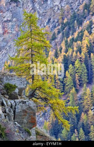 Le mélèze commun européen, mélèze (Larix decidua, Larix europaea), forêt de mélèzes en automne avec une zone unique de libre-debout chêne poussant sur un rocher, l'Italie, le Parc National Gran Paradiso Banque D'Images