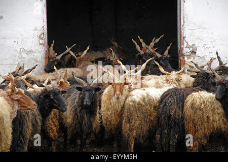 Moutons Racka Racka, (Ovis ammon f. bélier), l'élevage des moutons dans une ferme de la Hongrie, de couleur blanche et la forme dun, Hongrie Banque D'Images