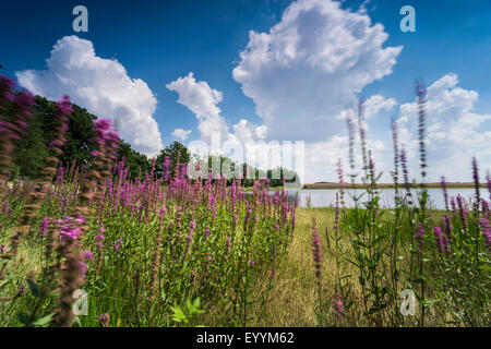 La salicaire, spiked salicaire (Lythrum salicaria), la floraison de la salicaire pourpre sur le bord d'un lac, l'Allemagne, Brandebourg, Templin Banque D'Images