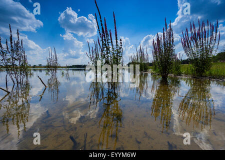 La salicaire, spiked salicaire (Lythrum salicaria), dans les eaux peu profondes d'un lac, d'Allemagne, Brandebourg, Templin Banque D'Images