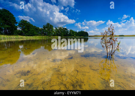 La salicaire, spiked salicaire (Lythrum salicaria), dans les eaux peu profondes d'un lac, d'Allemagne, Brandebourg, Templin Banque D'Images