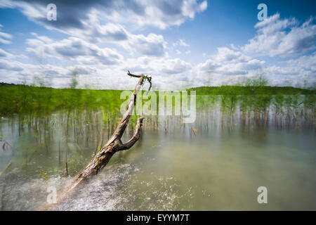 Arbre tombé dans un lac, le temps d'exposition, l'Allemagne, de Mecklembourg-Poméranie occidentale, Stechlin Banque D'Images