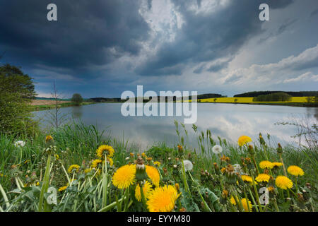 Le pissenlit officinal (Taraxacum officinale), rark de nuages de pluie au-dessus de pissenlits en fleurs au bord du lac, l'Allemagne, la Saxe, Vogtland, Jocketa Banque D'Images