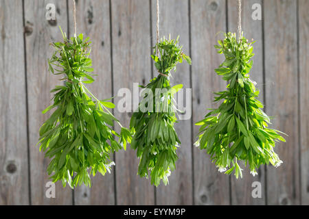 Sweet woodruff (Galium odoratum), trois grappes de sweet woodruff raccrocher pour sécher, Allemagne Banque D'Images