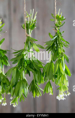 Sweet woodruff (Galium odoratum), grappes de sweet woodruff raccrocher pour sécher, Allemagne Banque D'Images