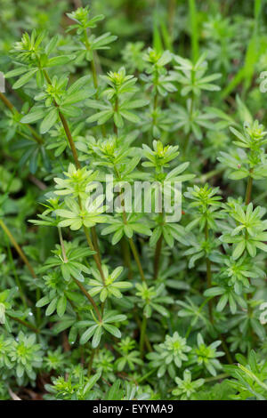 Grande haie le gaillet, le Galium mollugo gaillet (), feuilles peu avant la floraison, Allemagne Banque D'Images