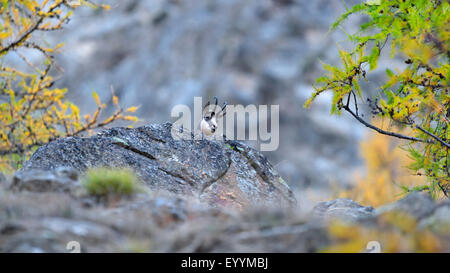 Chamois (Rupicapra rupicapra), les pairs masculins derrière un rocher dans une forêt de mélèzes à l'automne, l'Italie, le Parc National Gran Paradiso Banque D'Images