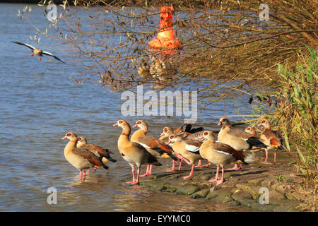 Egyptian goose (Alopochen aegyptiacus), oies égyptiennes à la rive du fleuve, l'Allemagne, Bade-Wurtemberg Banque D'Images