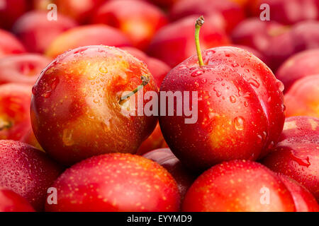 Gros plan de prune rouge Banque D'Images