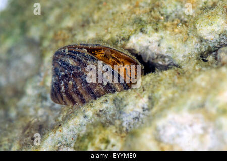 La moule zébrée, Dreissena, en forme de nombreux mulette (Dreissena polymorpha), détail, la respiration et le cloaque siphon Banque D'Images