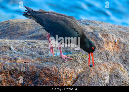 L'huîtrier fuligineux (Haematopus fuliginosus), de l'huîtrier fuligineux avec escargot, l'Australie, l'ouest de l'Australie, Cap Leeuwin Banque D'Images