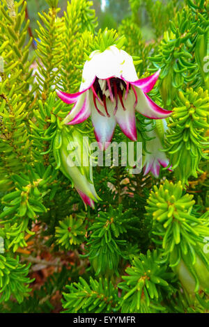 Cranbrook Bell (Darwinia) meeboldii, fleurs et boutons de fleurs, de l'Australie, l'Australie Occidentale Banque D'Images