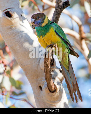 Vingt-huit (parrot Barnardius zonarius semitorquatus, Barnardius semitorquatus), sur une branche dans un arbre, l'Australie, Australie occidentale, Tom Price Banque D'Images