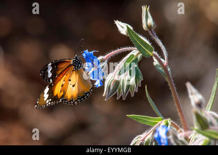 L'asclépiade, papillon monarque (Danaus plexippus), Papillon monarque introduit en Australie, l'Australie, Australie occidentale, Tom Price Banque D'Images