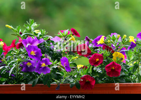 (Millionbells Callibrachoa-Hybride Petunia-Hybride Callibrachoa,,, le pétunia), fleurs d'été dans une fenêtre de dialogue Banque D'Images