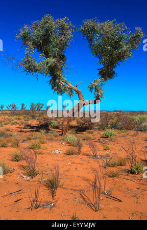 Paysage à sec à l'outback australien, l'Australie, Australie occidentale, Agnew, Route de grès Leinster Banque D'Images