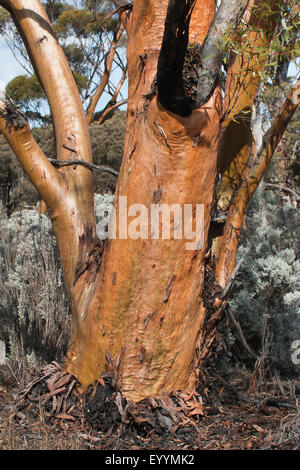 Eucalyptus (Eucalyptus gum, spec.), eucalyptus en Australie occidentale, Australie, Australie occidentale, Goldfields Autoroute, Lac Cowan Banque D'Images