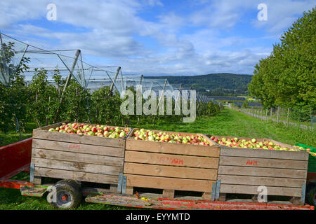 Pommier (Malus domestica), récolte des pommes, des boîtes avec des pommes fraîchement cueillies sur apple tree plantation, Allemagne, Bade-Wurtemberg, Bodman Banque D'Images