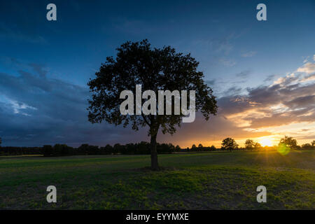 Seul arbre dans une prairie en face du lever du soleil, de l'Allemagne, Brandebourg, Templin Banque D'Images