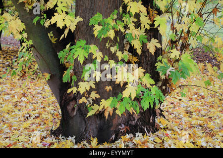 L'érable argenté, l'érable blanc, érable piqué (Acer saccharinum), à l'automne, Allemagne Banque D'Images