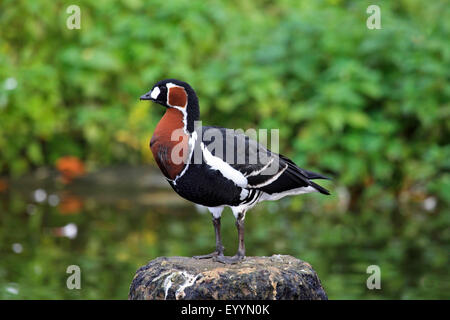 Bernache à cou roux (Branta ruficollis), se dresse sur une pierre Banque D'Images