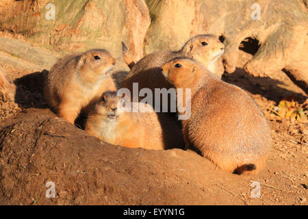 Chien de prairie, des plaines du chien de prairie (Cynomys ludovicianus), chiens de prairie à la den Banque D'Images