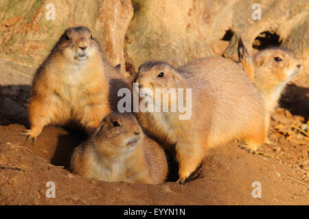 Chien de prairie, des plaines du chien de prairie (Cynomys ludovicianus), chiens de prairie à la den Banque D'Images