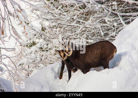 Chamois (Rupicapra rupicapra), chamois avec son enfant dans une forêt de montagne enneigée, Suisse, Valais, Riederalp Banque D'Images