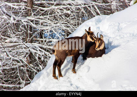 Chamois (Rupicapra rupicapra), chamoise avec kid dans une montagne enneigée forêt, Suisse, Valais, Riederalp Banque D'Images