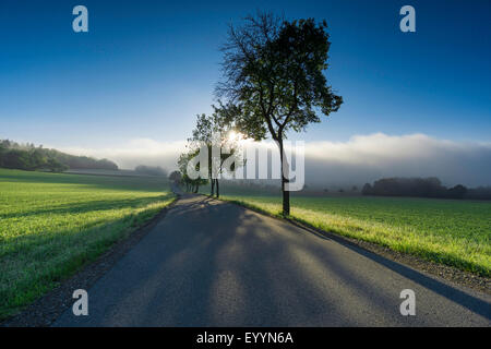 Rangée d'arbres le long des routes dans la zone paysage dans la lumière du matin, l'Allemagne, la Saxe, Vogtland, Plauen Banque D'Images