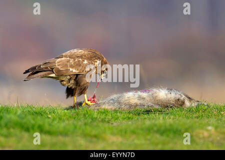 Eurasian buzzard (Buteo buteo), se nourrir de l'appât, l'Allemagne, de Mecklembourg-Poméranie occidentale, Feldberger Seenlandschaft Banque D'Images