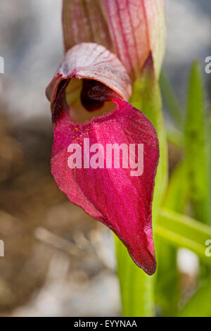 Orchidée Serapias lingua (langue maternelle), la floraison Banque D'Images