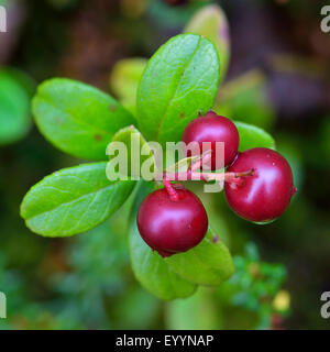 Airelle rouge, foxberry, airelle rouge, de l'airelle (Vaccinium vitis-idaea), airelles rouges mouillees à une brindille, Finlande Banque D'Images