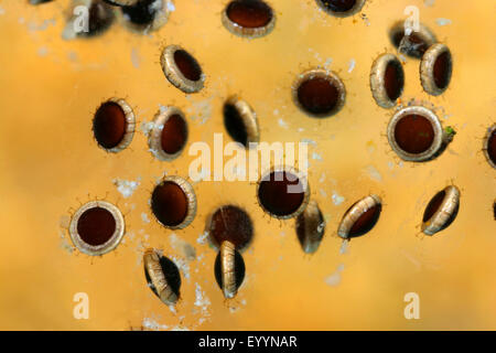 Bryozoaires d'eau douce, d'eau douce (bryozoaires Cristatella mucedo statoblastes), Banque D'Images