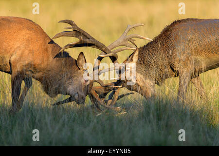 Red Deer (Cervus elaphus), les combats de cerfs en rut, Danemark Banque D'Images