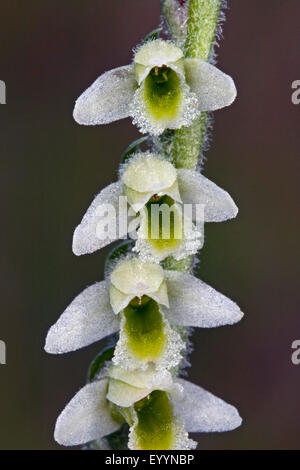 La spiranthe d'automne (Spiranthes spiralis), fleurs, Allemagne Banque D'Images