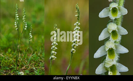 La spiranthe d'automne (Spiranthes spiralis), de l'habitude, les inflorescences et les fleurs, composer, Allemagne Banque D'Images