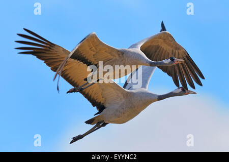 Grue cendrée grue eurasienne, (Grus grus), paire de grues en vol, la Suède Banque D'Images