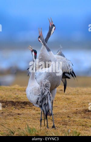 Grue cendrée grue eurasienne, (Grus grus), appelant les grues en leur lieu de repos, la Suède, le lac Hornborga Banque D'Images