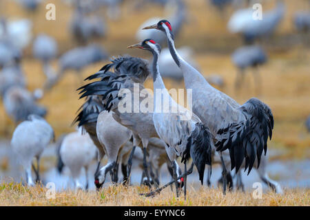 Grue cendrée grue eurasienne, (Grus grus), dominat couple nicheur au lieu de repos, la Suède, le lac Hornborga Banque D'Images