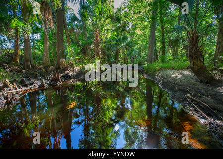 Rivière Blackwater de végétation tropicale, USA, Floride, Reedy Creek, Kissimmee Banque D'Images