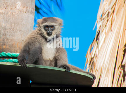 Gibbon argenté, Javan gibbon (Hylobates moloch), sur ses perspectives, l'Australie, l'Australie Occidentale Banque D'Images