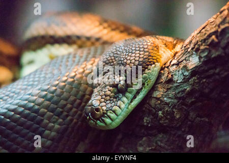 Tapis sud-ouest (Morelia spilota Python imbricata), regroupés sur un tronc d'arbre, de l'Australie, l'Australie Occidentale Banque D'Images