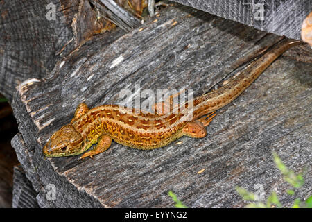 Sand lizard (Lacerta agilis), femelle sur une pierre, Allemagne Banque D'Images