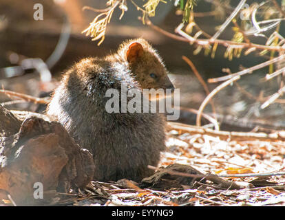 Quokka, short-tailed wallaby (Chrysocyon brachyurus), bref, l'Australie, l'Australie Occidentale Banque D'Images